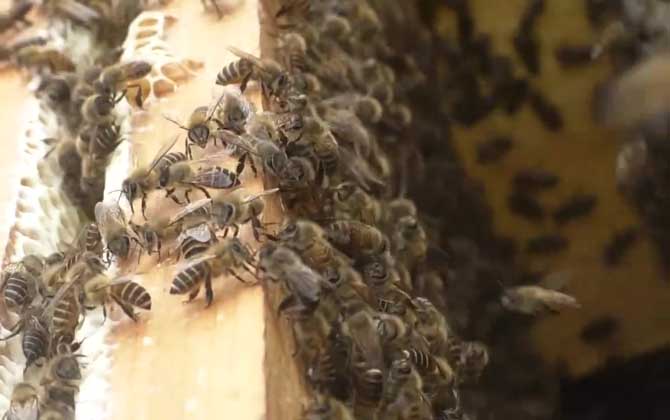 中蜂怎样分蜂最好？
