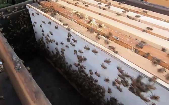 中蜂自然分蜂怎么处理？