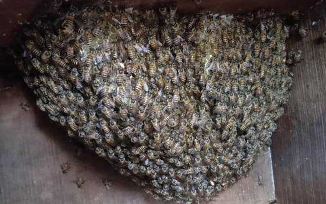 中华蜜蜂的特点及生活特征