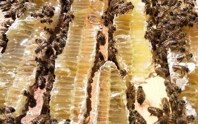 中国最有名的蜂蜜是什么蜜？