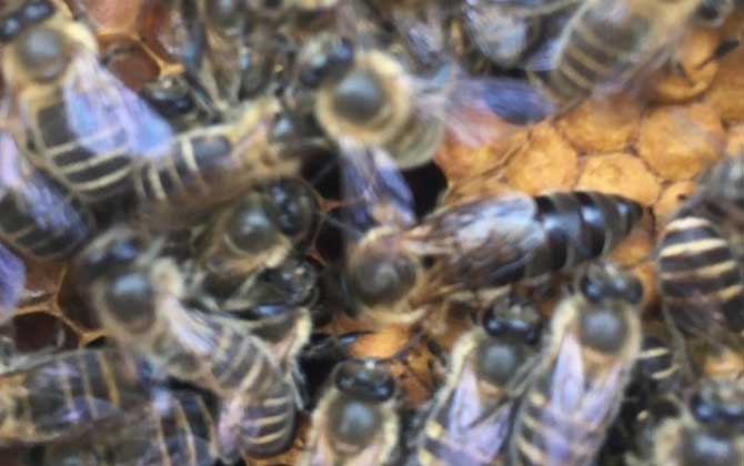 阿坝中蜂是什么蜂？