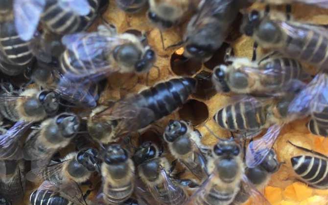 阿坝中蜂一年分几次蜂？