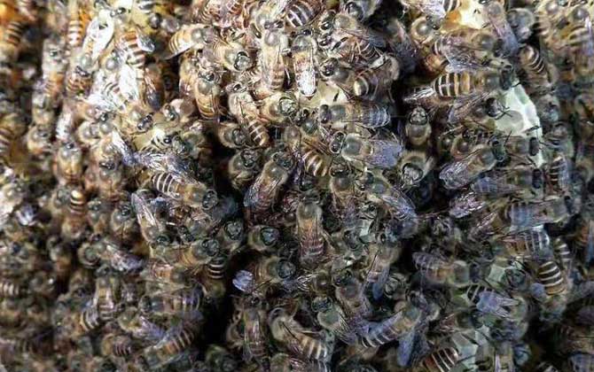 中华蜜蜂是国家几级保护动物？