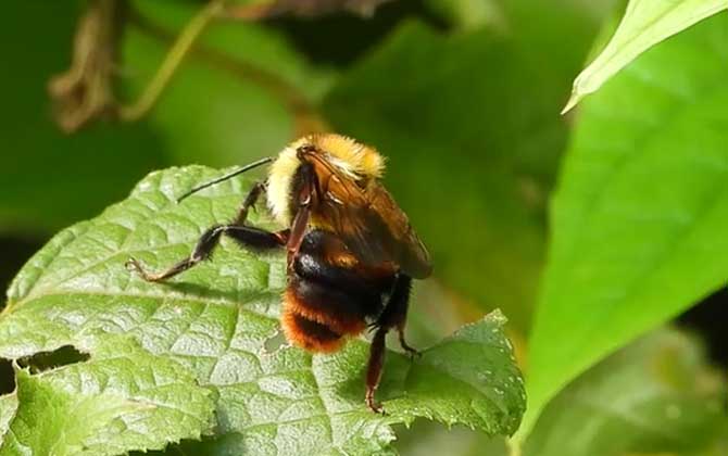 中华木蜂是什么蜂？